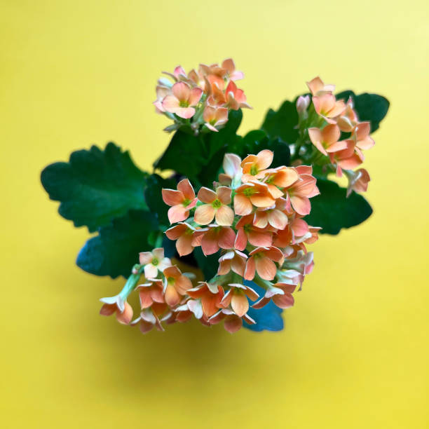 Kalanchoe indoors