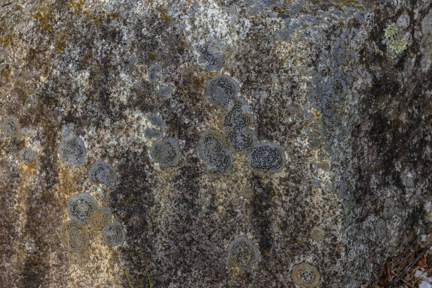 Soome of the map lichens that can be found in the great Canadian Wilderness.