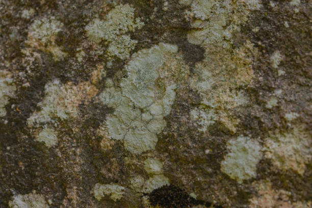 Wall overgrown with moss
