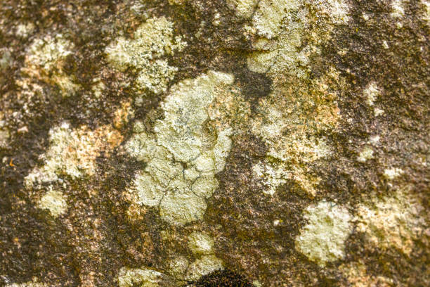 Some of the map lichens that can be found in the great Canadian Wilderness and more specific on Manitoulin Island.