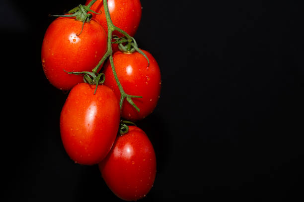 Studio shot of a bunch of red tomatoes. Black background.