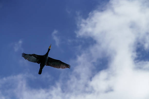 A solitary bird elegantly glides above in the vast, azure sky, embodying notions of freedom and peace