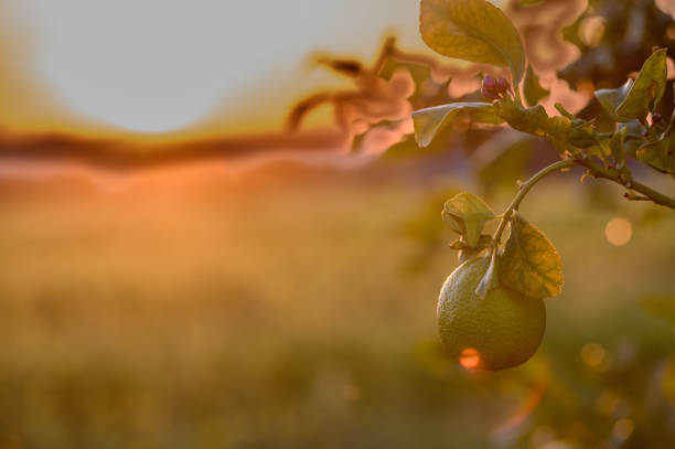 lemon fruit on a branch in the garden against sunset background 1
