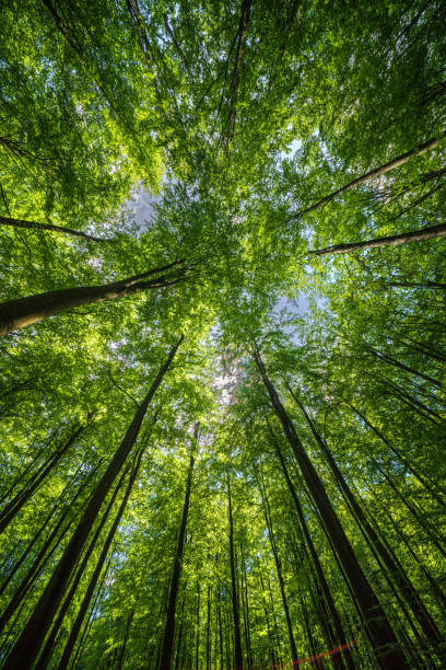 istock Sunlit forest with tall trees and green foliage, peaceful setting for animals and adventure 2158480919