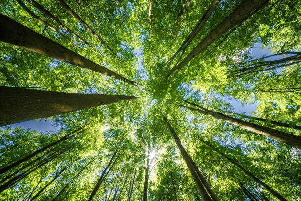 istock The forest canopy lets sunlight filter through, making a peaceful environment in the lush woodland 2158481015