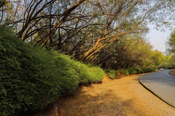 As the sun sets, the last rays of light pierce through the dense jungle, casting a warm, golden glow on the lonely summer road. This tranquil scene captures the raw beauty and peaceful solitude of nature at dusk.