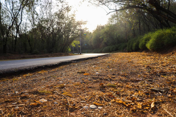 As the sun sets, the last rays of light pierce through the dense jungle, casting a warm, golden glow on the lonely summer road. This tranquil scene captures the raw beauty and peaceful solitude of nature at dusk.