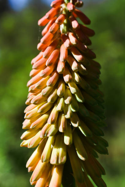 Red Hot Poker Blooming Flower in Summer Garden
