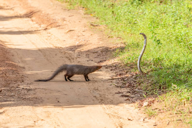 mongoose fights with an aggressive cobra in the wild