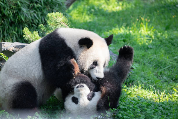 istock cheerful playing pandas on green lawn 2158484164