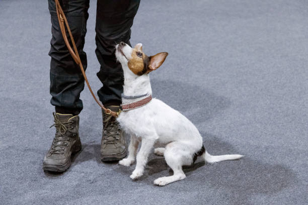istock Jack russel terrier with woman 2158484700