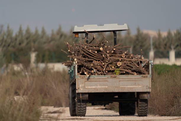 Forester taking cut trees and bushes with a tractor in Turkey