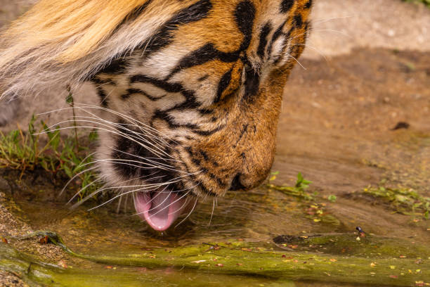 Tiger cubs playing with his mother,sumatra tiger Panthera tigris. small funny playful cubs and two adult tigers. Tiger family