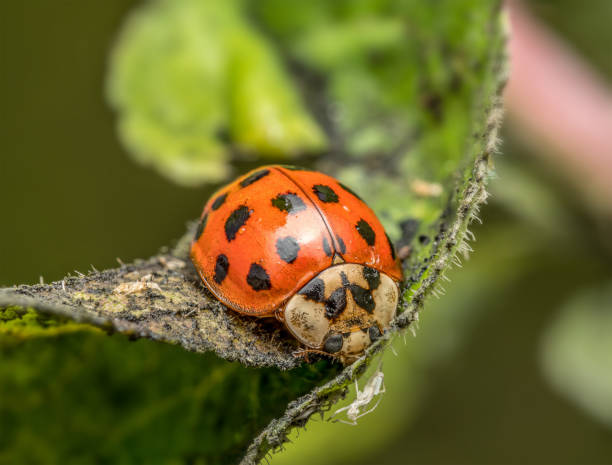 istock Asian ladybird on green leaf eating aphid 2158486642