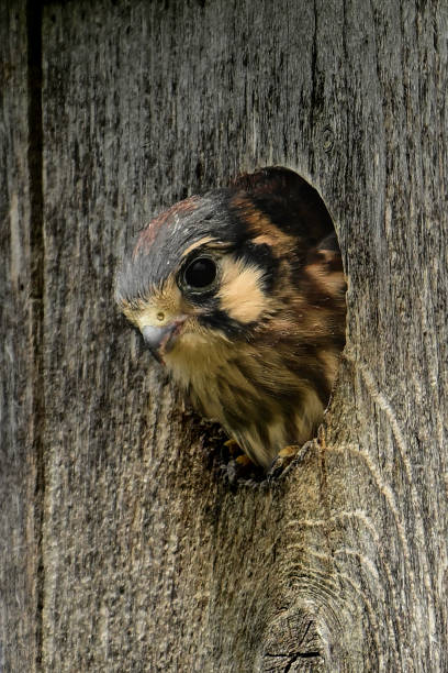 istock Baby American Kestrel Hawk 2158487169
