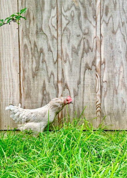 an orpington chicken walks through the grass with a gray wooden wall in the background