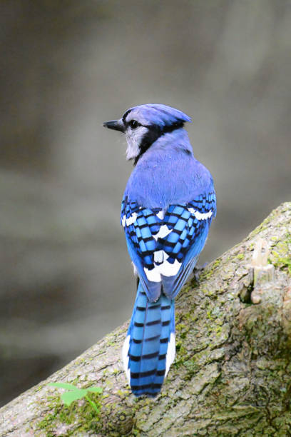Bright Blue Jay bird close up