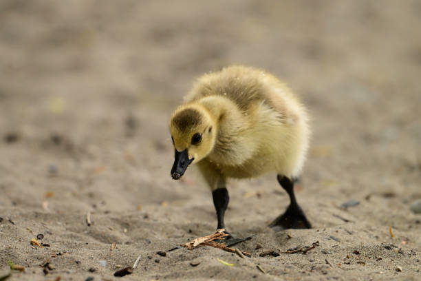 istock Fluffy Yellow baby Canada Goose 2158487316