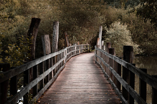 Wooden bridge in the forest over water