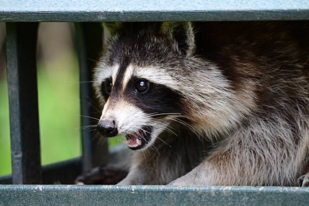 istock Funny curious raccoon in a parks bird feeder 2158487874