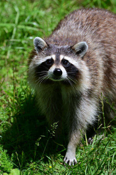 Funny curious raccoon in a public park