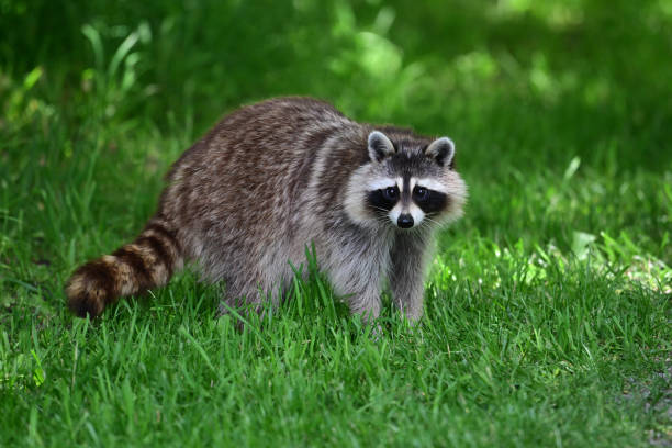 istock Funny curious raccoon in a public park 2158487978