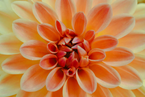 istock Dahlia Blooming Flower in Spring Summer Garden 2158488587