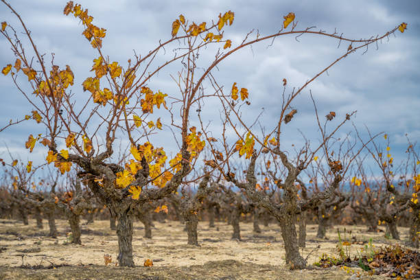 Autumn vineyard in Carrión de los Céspedes, Sevilla, Spain. Twisting vines with remaining yellow leaves under a cloudy sky.
