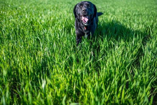 A joyful black Labrador dog with tongue out, enjoying playtime in a lush green grass field. Capturing the essence of fun and freedom.