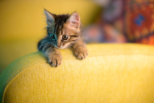 Cute kitten peeking over the edge of a yellow couch, showcasing its curiosity and playful nature.