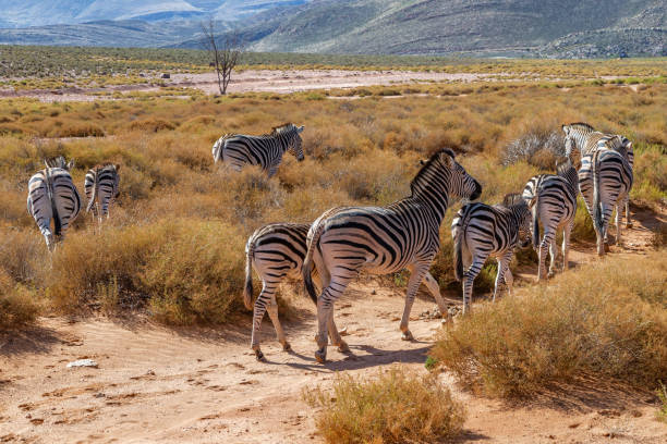 istock Zebras in Safari with their black-and-white striped coats 2158489819