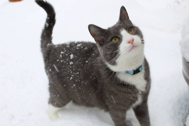 stunning american short hair cat portrait