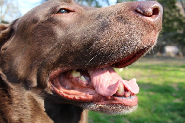 istock Sweet beautiful chocolate lab puppy 2158489890