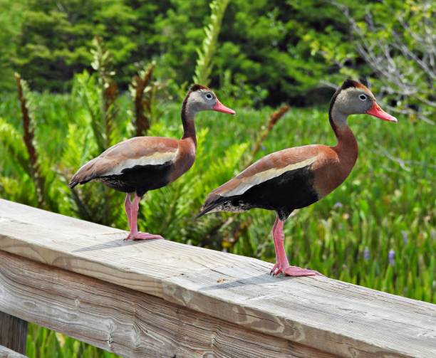 istock Black-bellied Whistling Duck (Dendrocygna autumnalis) - resting on a wood railing 2158493143