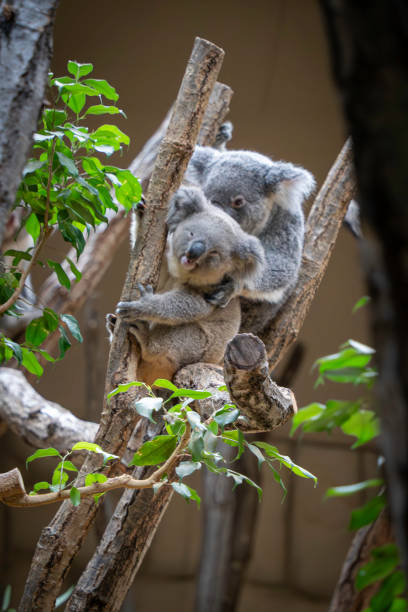 Koalas, mother with young sitting on tree