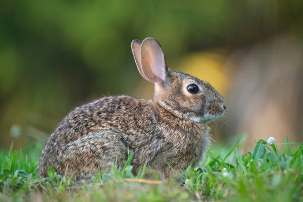 istock Grey small hare eating grass on summer field. Wild rabbit in nature 2158494063