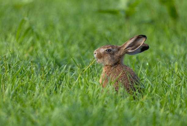 junger feldhase (lepus europaeus) sitzt auf einer wiese - häschen stock-fotos und bilder