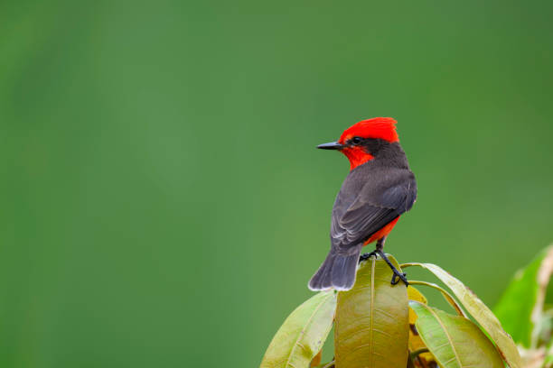 istock Vermilion Flycatcher, pyrocephalus rubinus, male bird. 2158495918