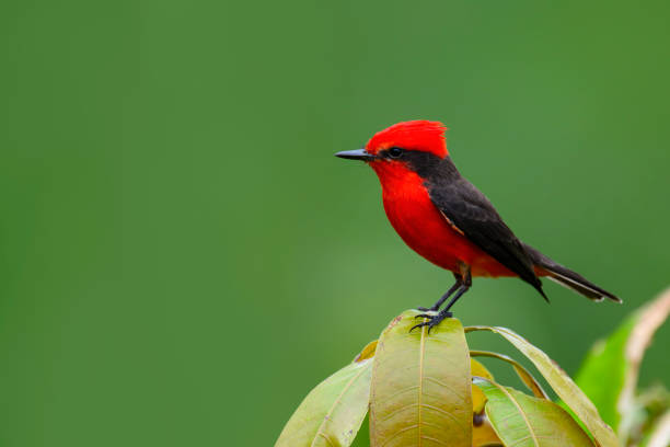 Vermilion Flycatcher, pyrocephalus rubinus, male bird.