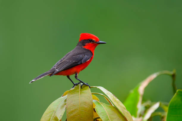 istock Vermilion Flycatcher, pyrocephalus rubinus, male bird. 2158496001
