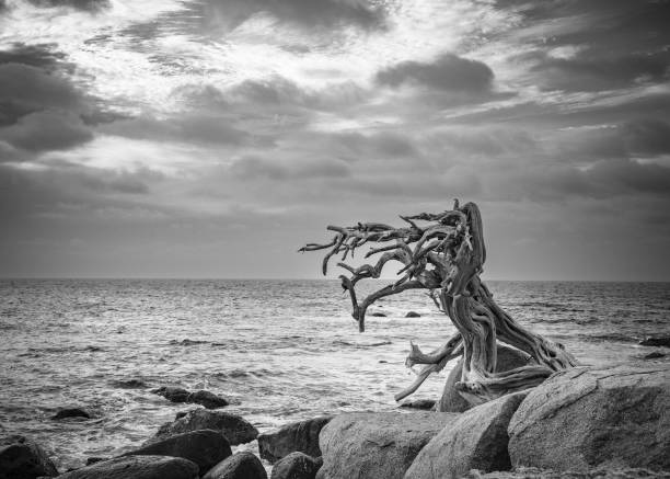 istock landscape at Arashi Beach Aruba with ocean, rocks and twisted windswept tree 2158497027