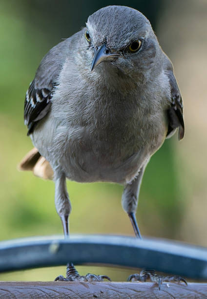 istock A Northern Mockingbird perches on the deck 2158498822