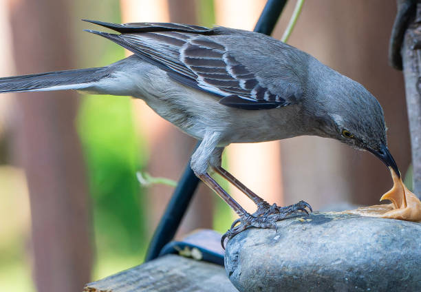 istock A Northern Mockingbird perches on the deck 2158498830
