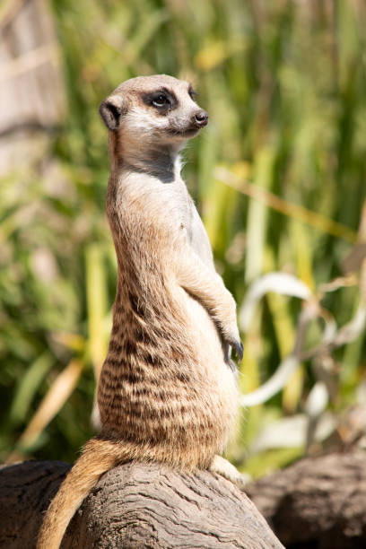 istock the meerkat is standing guard to protect his tribe 2158499036