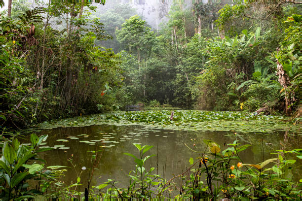 Landscape themes: Rainforest with green vegetation, trees and plants