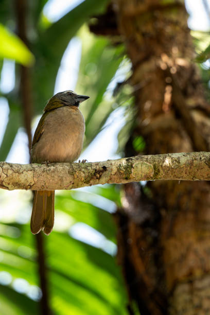 istock Orange-bellied Euphonia perching on a tree branch  with green background 2158499683