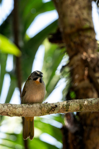 istock Orange-bellied Euphonia perching on a tree branch  with green background 2158499749