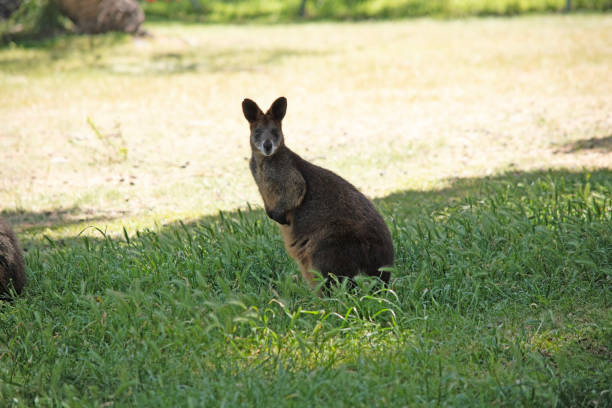 istock the swamp wallaby is in a  grassy field 2158499864