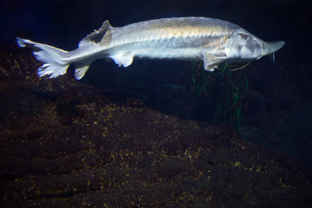 istock Large white fish is swimming in a dark water 2158506446