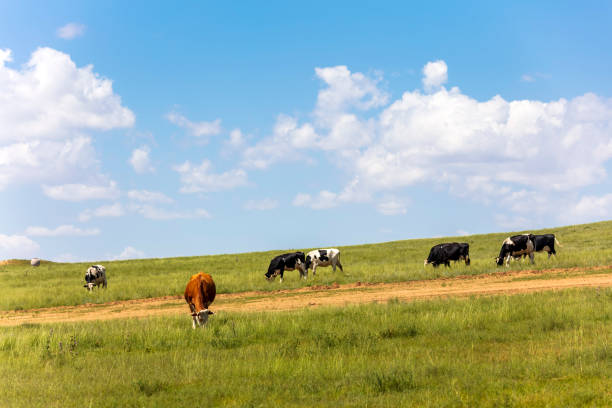 istock A herd of cattle was grazing on the prairie 2158506496